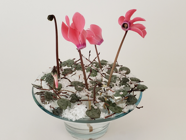 Cyclamen flower arrangement