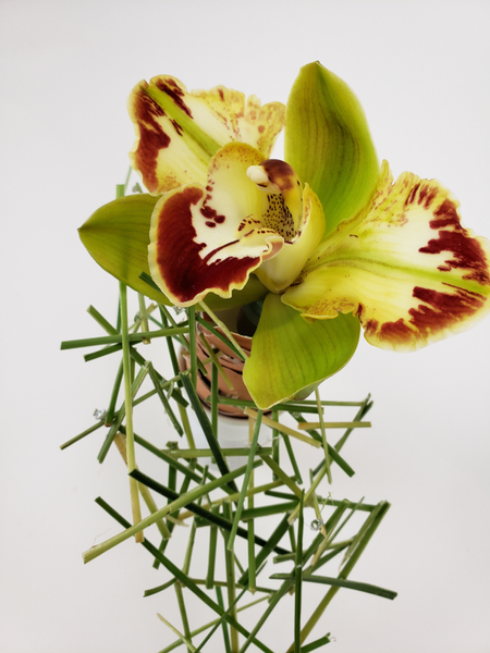 Cymbidium orchid flower arrangement