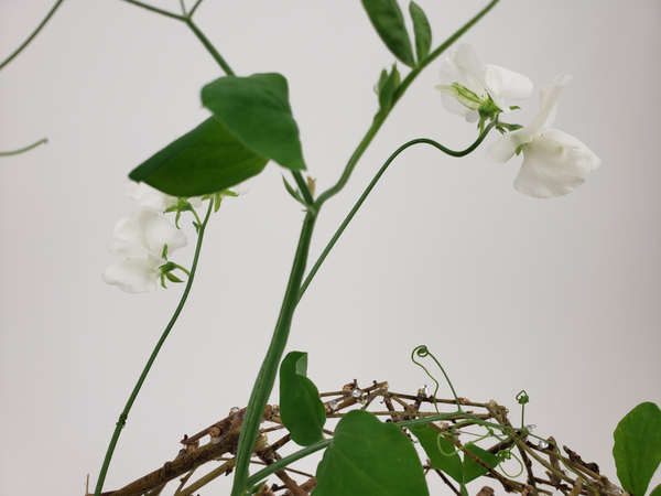 Contemporary Sweet pea flower arrangement