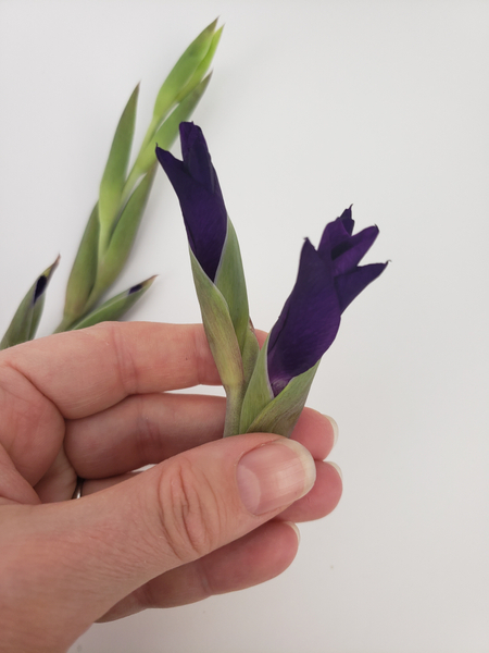 Cut the close buds right between the flowers