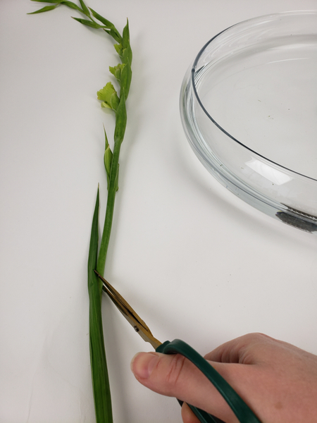 Cut the stem at an angle so that the cut follows the foliage line