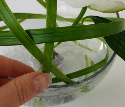 Point Out: this is a single bunch of gladiolus!