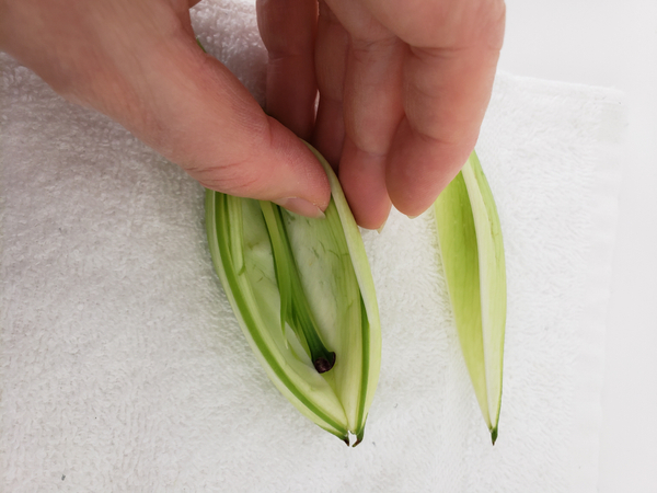 Fold the petals in to create a cavity in the bud