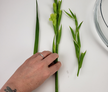 Where to cut Gladiolus spikes shorter