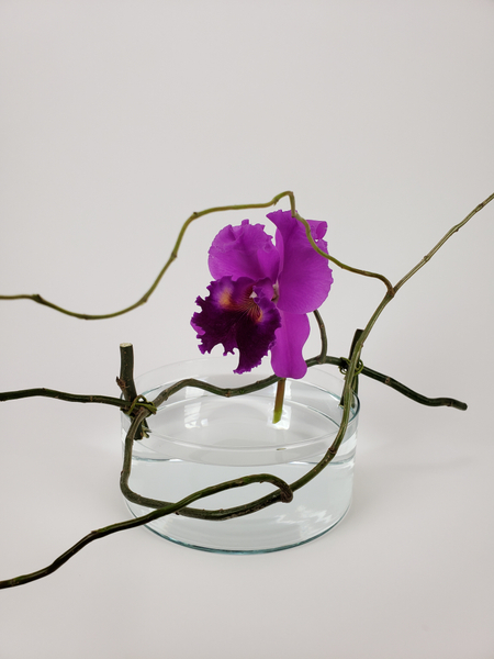Designing with a Cattleya orchid in a contemporary flower arrangement