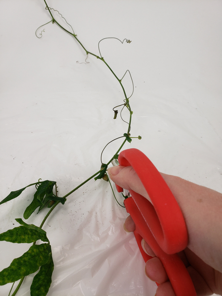Cut away all the foliage from a passion vine Cut away all the foliage from a passion vine