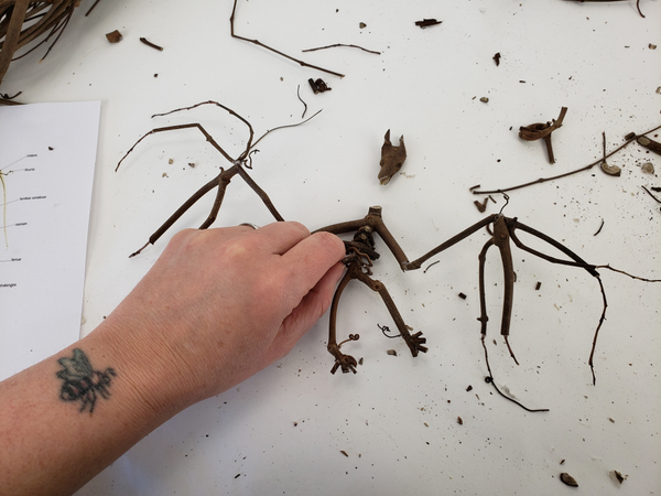 Make your own bat skeleton from twigs