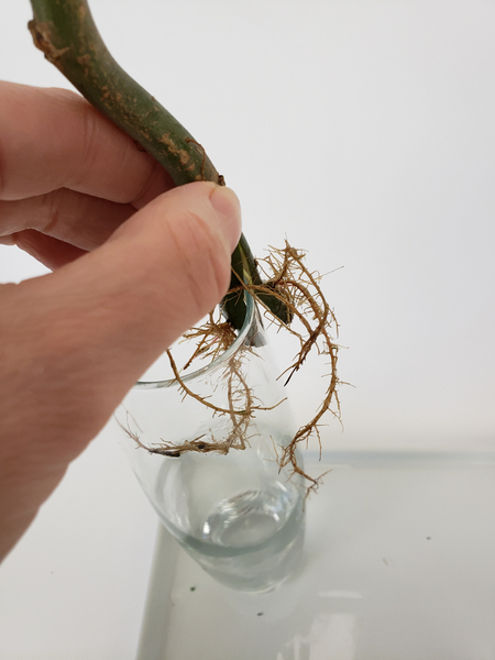 Slip the branch over the edge of the vase