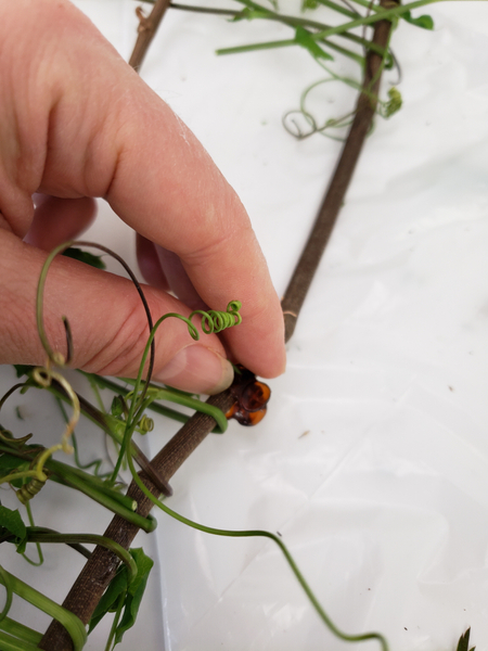 Use a tiny butterfly hair clip to keep the thinner stems in place while you get a fresh vine stem ready to weave in