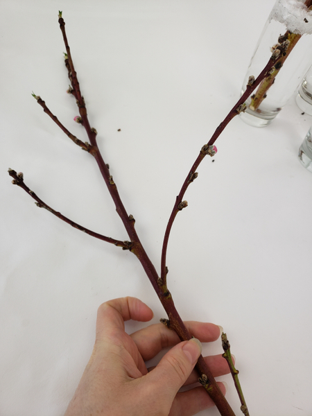 How to bend stems and twigs for flower arranging