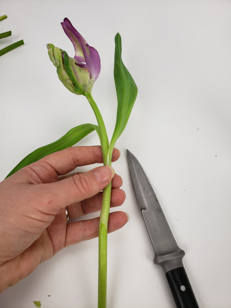 Remove the bottom foliage from a tulip in tight bud
