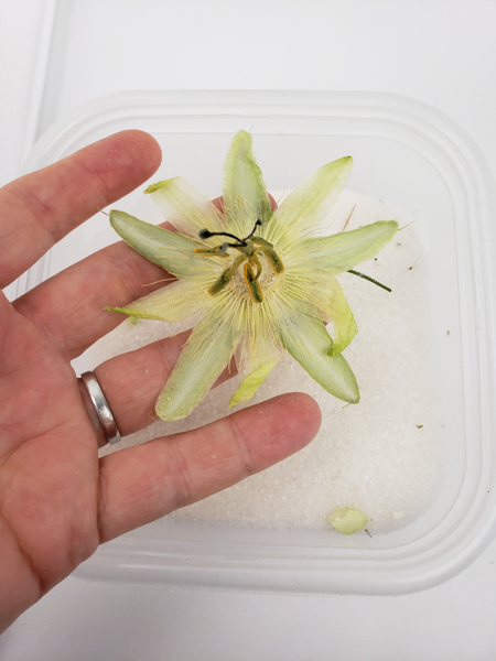 A passion fruit flower perfectly preserved.