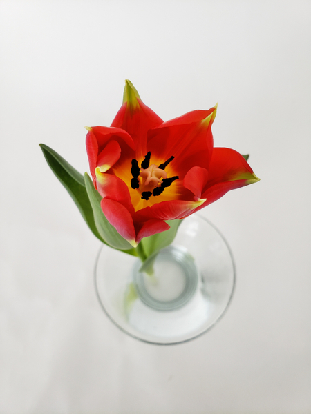 How to arrange cut tulips