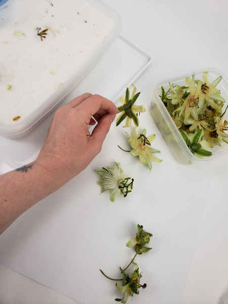 How to dry passion fruit flowers in silica gel