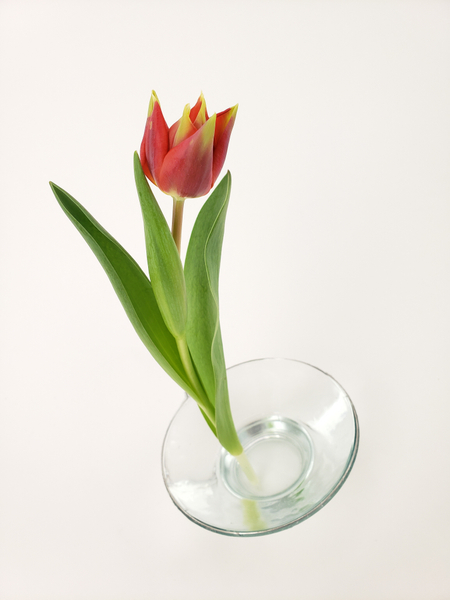 Peaceful single tulip floral design