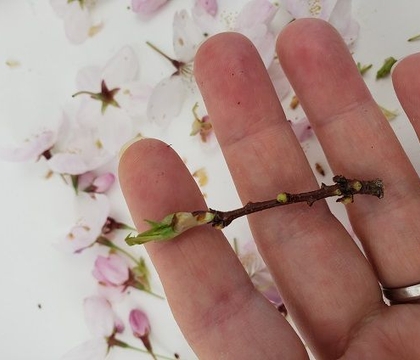Helping Spring Stick Around