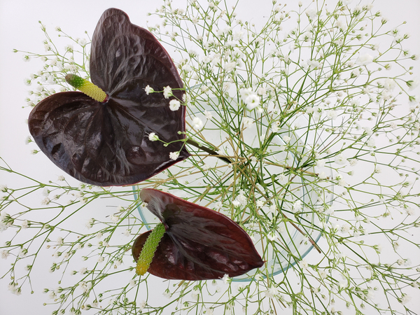 Dark anthuriums in a sustainable no waste floral design