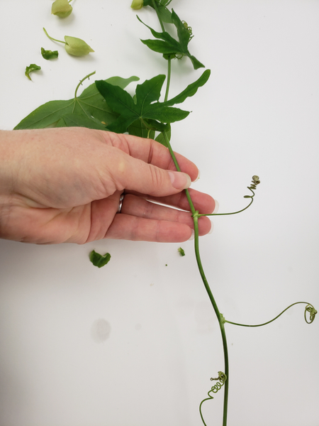 Remove the foliage from a passion fruit vine