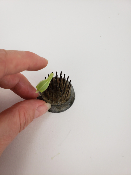 Spear the little seedpod into the teeth of a Kenzan.