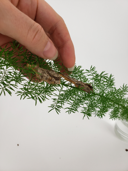 Glue long strips of bark to run down the fern