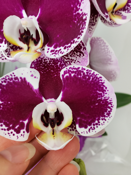 Take your inspiration from the fresh orchids