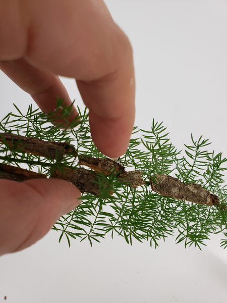 Work around the fern so that it pokes out of the wood at places