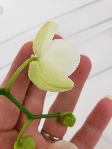 Have a look at the orchid stem