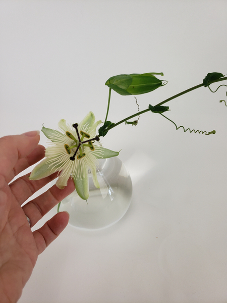 Place the vine in a bud vase.