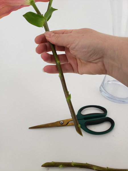 Give a lily stem a fresh cut