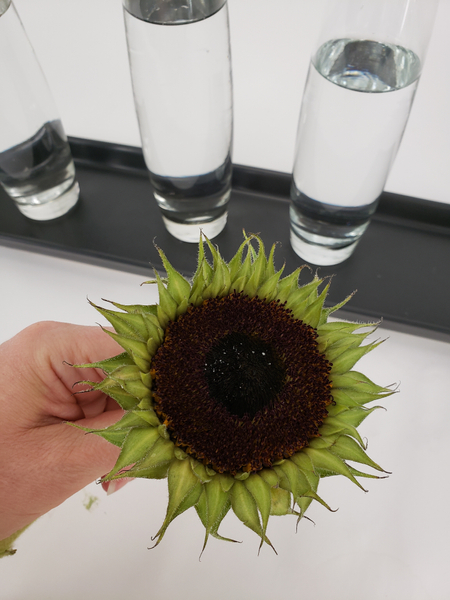 Measure the sunflower stems next to the vases