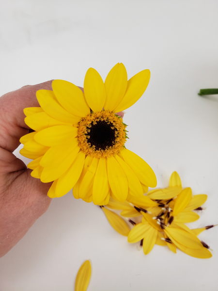 Pick away the petals from a Gerbera daisy.