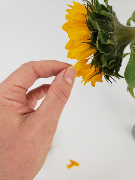 Pick out the petals of a sunflower