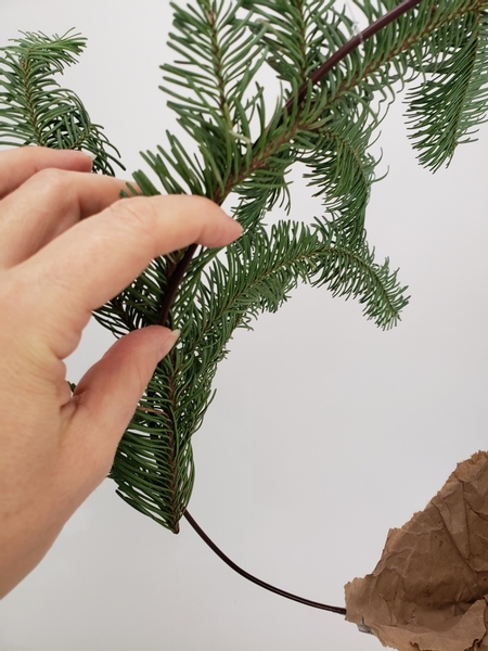 Cut a long stem of Noble Fir