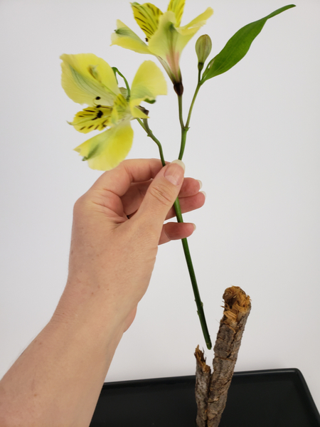 Slip the flower stem into the hollow of the bark