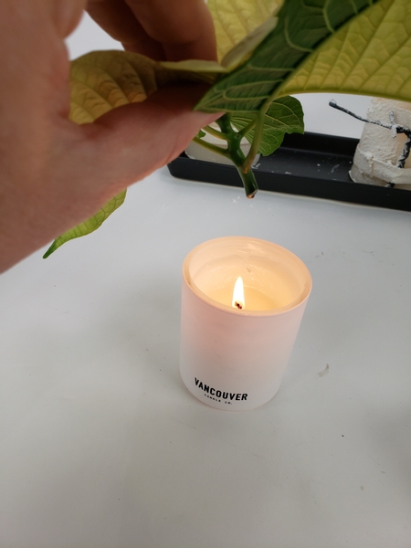 Caramelize the milky stem of the flower over a candle.