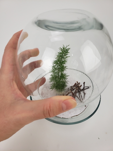 Test the fishbowl vase over the cardboard base to see if the fern is the exact right height