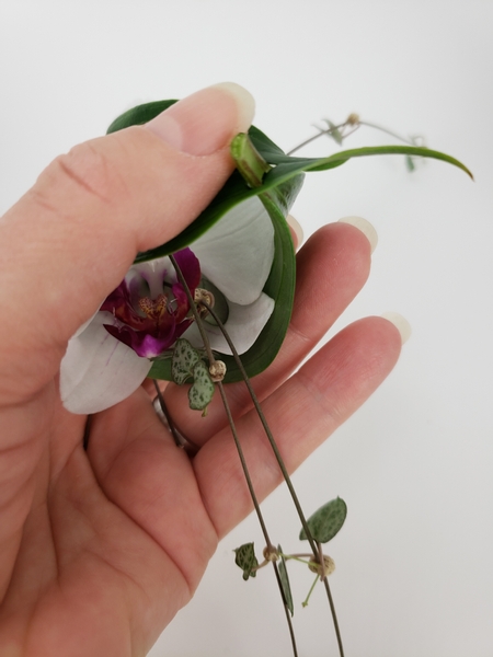 Capturing the pretty moth orchid inside