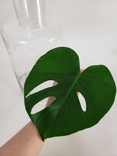 Choose a pretty monstera leaf with generous holes