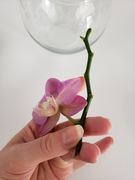 Cut the top most orchid from the flower spike