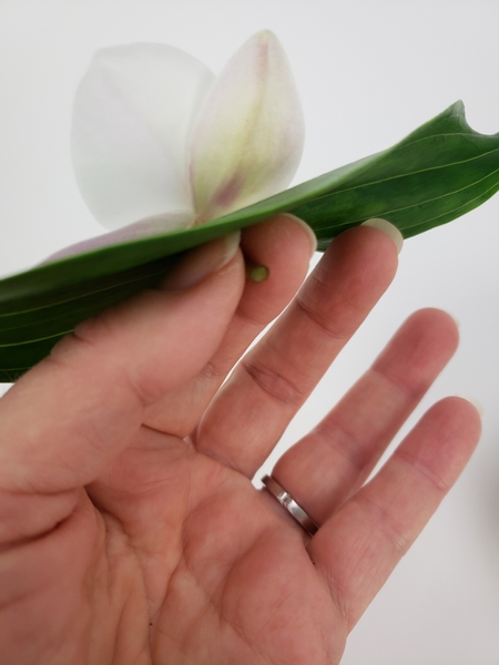 Thread an orchid stem through the leaf