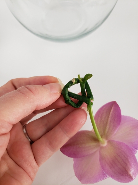 To the point where you can knot the stem without it snapping To the point where you can knot the stem without it snapping