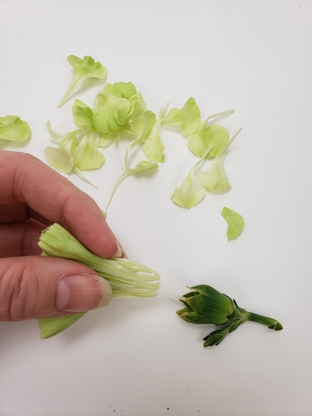 Pull the petals from a carnation stem