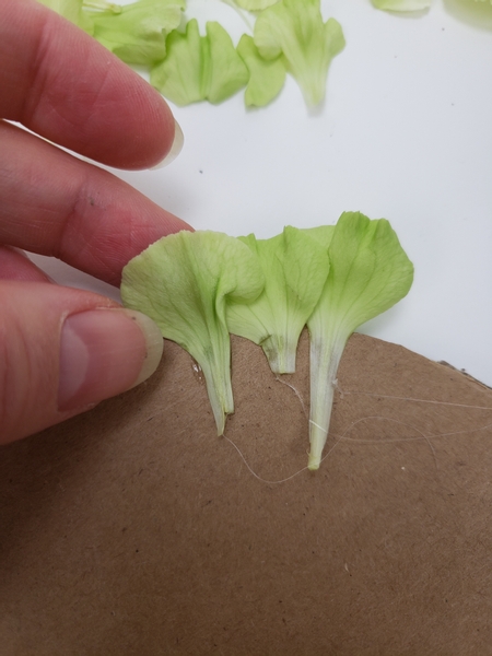 Start to glue the petals to the cardboard