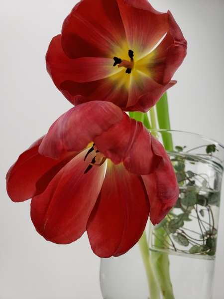 Tulips continue to grow when severed