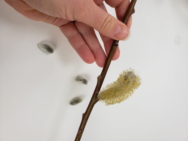 Inspect a pussy willow stem to find a lovely fuzzy catkins