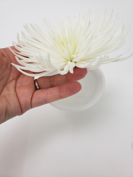 Cut a chrysanthemum stem short