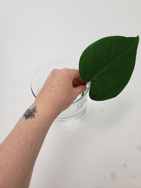 Place the first Monstera leaf in the vase