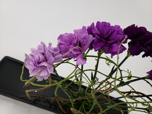Purple carnations flower design