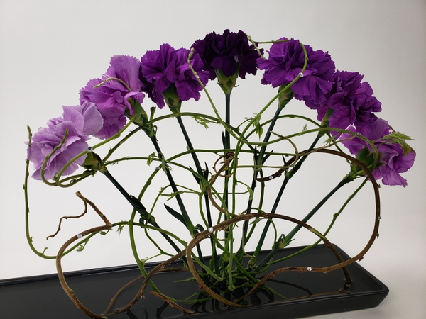 Upright carnations in a shallow container