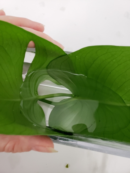 Fill the container with water so that it pools between the leaves